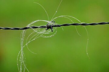 Crin de cheval sur fil barbelé