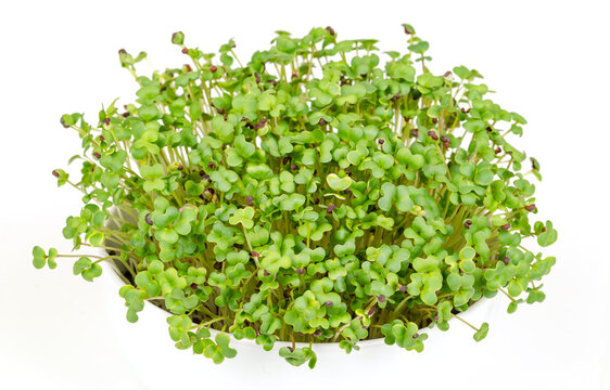 Black mustard microgreens, in white bowl, front view over white. Young leaves, shoots and cotyledons of Brassica nigra, edible herb, and used as garnish, cultivated for its black seeds, used as spice.