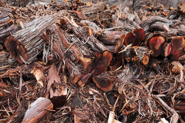 cutting trees in the forest