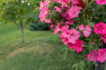 Fragment of the park with landscape design. Blooming pink petunia in a pot in the foreground.
