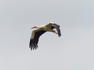 Weissstorch, Storch, Ciconia ciconia
