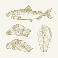 Atlantic Salmon Hand Drawn Doodle Vector Illustrations Set. Abstract Fish Fillets and Steak Sketches. Engraving Style Drawings Isolated