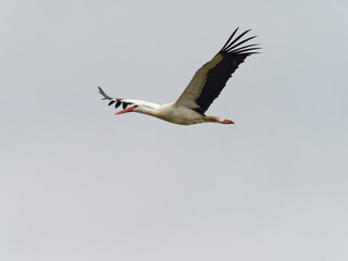 Weissstorch, Storch, Ciconia ciconia