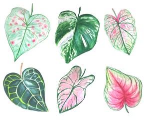 Watercolor set of tropical leaves on white background