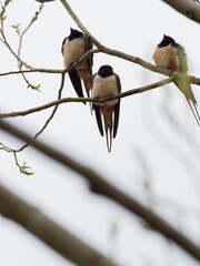 Rauchschwalbe, Hirundo rustica,