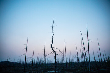 Fototapeta premium Forest sunrise on the volcano
