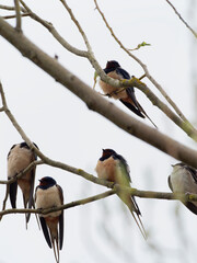 Rauchschwalbe, Hirundo rustica,