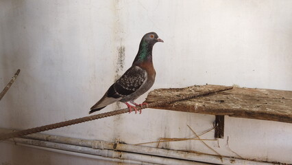pigeon on the fence