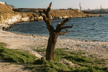 Old tree with sawn off branches on bank of sea - obrazy, fototapety, plakaty