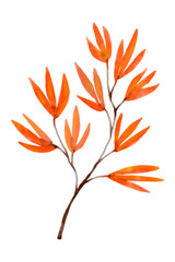 Watercolor orange leaves in autumn illustration.