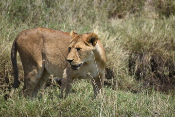 Fototapeta na wymiar lioness in the grass
