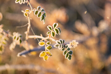 Frost on the tiny leaves of a dog rose alike bush in the morning sunlight. Taken in Burgos, Spain, in December 2021.