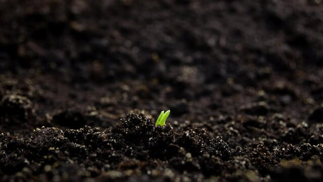 Growing Plants Sprouts Germination. New Born, New Life in Spring Agriculture Concept.