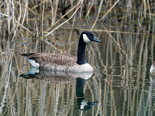 Kanadagans, Branta canadensis