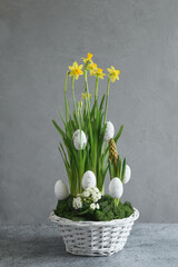 Easter spring floral composition with yellow daffodil and white eggs in flower pot on gray table. Festive vertical greeting card.