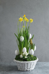 Easter spring floral composition with yellow daffodil and white eggs in flower pot on gray table. Festive vertical greeting card.