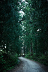 Fototapeta premium A path leading to a cedar forest