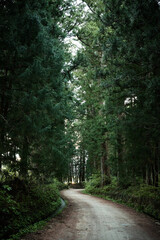 A path leading to a cedar forest