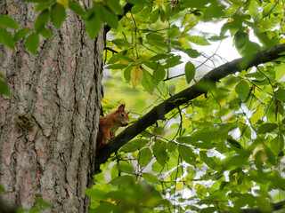 Eichhörnchen, Eichkater, Sciurus vulgaris, © dina