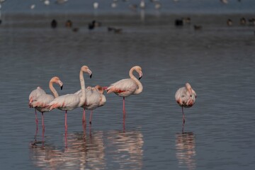 Greater Flamingo (Phoenicopterus roseus) feeding in the lake