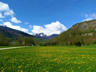 Beautiful Bohinj countryside in spring with a meadow full of yellow dandelion flowers and forest covered hills above in Gorenjska, Slovenia