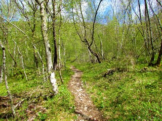 Beautiful temperate, deciduous, broadleaf forest in spring with lush herbaceous layer covering the ground