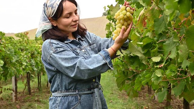 Young woman in denim overalls in the vineyards. Farmer person harvests white grapes. Italy Emilia Romagna landscape with vine farm . 