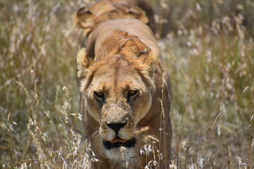 lioness in the grass