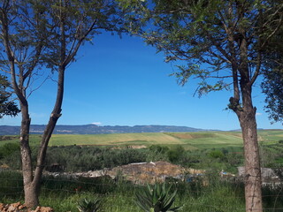tree in the desert