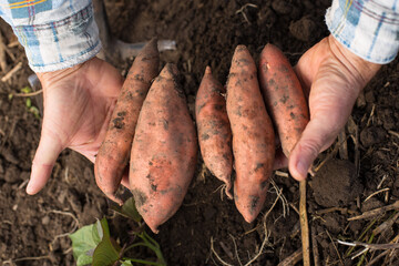 Digging up sweet potato. Few sweet potatos on male hands. Growing sweet potato.
