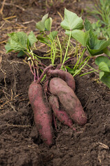 Growing purple sweet potato. Purple yam roots.