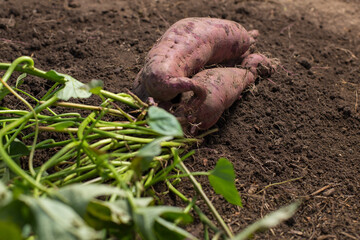 Harvesting sweet potato. Growing sweet potato.
