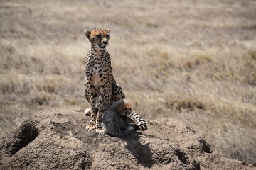 cheetah in the savannah