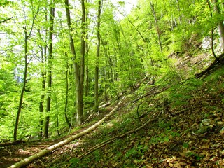 Beech forest with bright green foliage and a path leading through