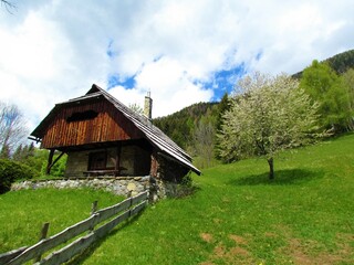 Fototapeta na wymiar Wooden and stone build cottage on a spring meadow with a white blooming tree and forest covered hills behind