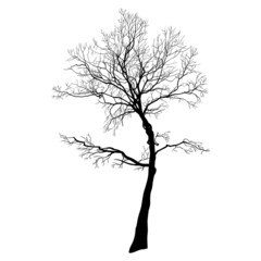 . Autumn or winter tree . Black silhouette on a white background. Hand draw vector design element . Sketch style. .