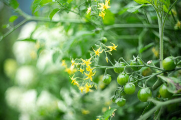 Branches with blooming and unripe tomatoes in the garden. Shot on vintage lens with high vignette. Selective focus.