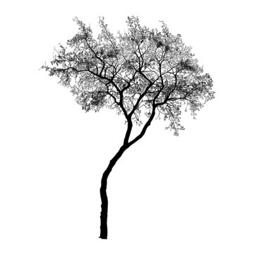  Autumn or winter tree with a curved trunk and dry leaves. Black silhouette on a white background. Hand draw vector design element . Sketch style. .