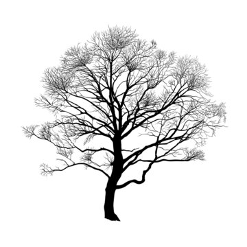 . Autumn or winter tree . Black silhouette on a white background. Hand draw vector design element . Sketch style. .
