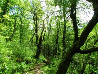 Common oak forest in bright green foliage