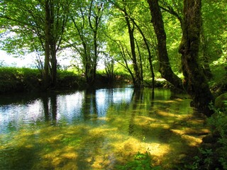 Pond surrounded by hornbeam trees in summer and a reflection in the water near lake Cerknica, Slovenia