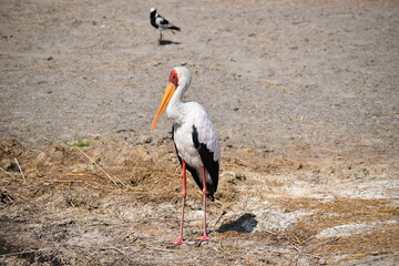 Stork
