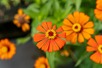 Mini orange flowers that bloom in the morning.