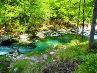 Fototapeta na wymiar Green colored river Mostnica in Gorenjska, Slovenia at Mostnica gorge in summer