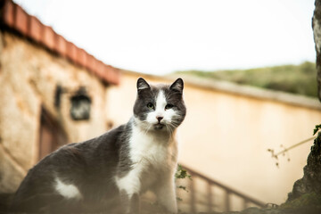 Stray cat, posing for the camera in a village in the North of Portugal.