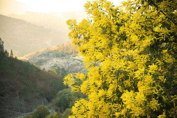 Photo of a tree in full flower in winter, typical flower in the mountains of the North of Portugal.