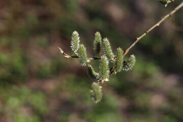 Opened buds flowers inflorescences of willow on bare branches, a symbol of spring, close-up, selective focus