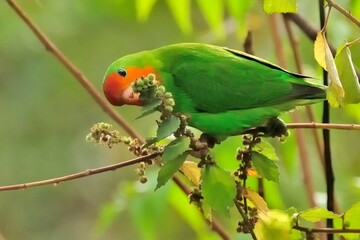 Orangeköpfchen (Agapornis pullarius) bei der Nahrungsaufnahme in Ghana.