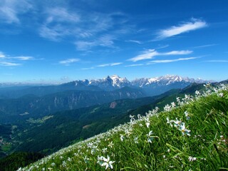 White poet's daffodil (Narcissus poeticus) flowers and Triglav mountain in Julian alps and Triglav...