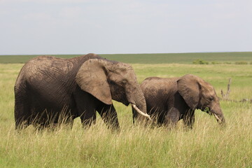 gathering of elephants.